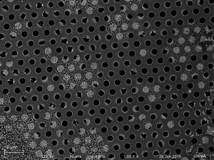 microGnull