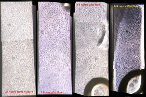 Time progression; flow starts at t=24h; shear stress = ~5 dynes/cm2