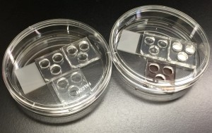 Figure 1 –Experimental set-up. A well format was used to test material surface for the generation of TAT complexes. Each material substrate contained 3 wells, resulting in an n= 3 for each material substrate. 