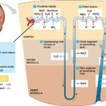 44_14Nephron_L