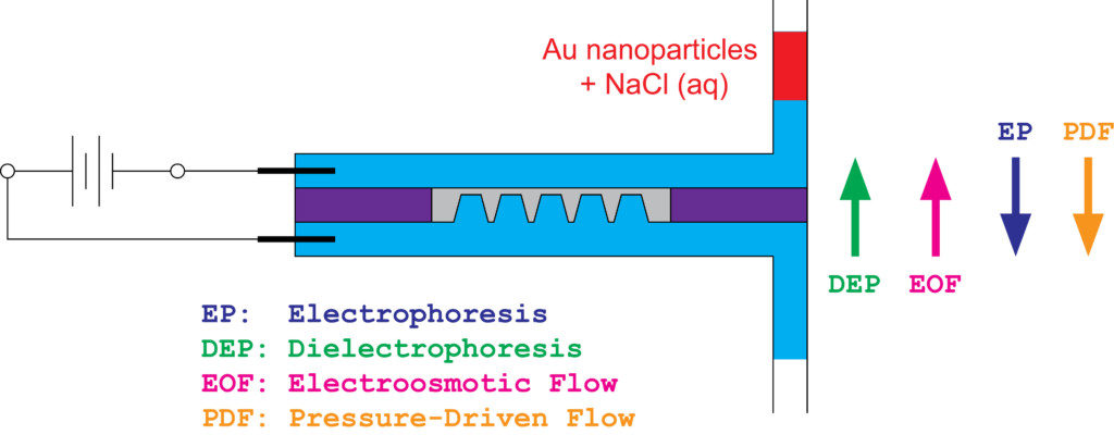 dep-schematic-of-transport-across-membrane