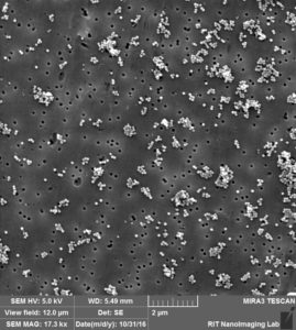 te-membrane-80-nm-pore-100-nm-beads-tif