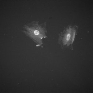 reptcps24hr