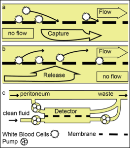 Drawings of Dialysate flow in WBC detector