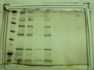 diffusion cell protein gel