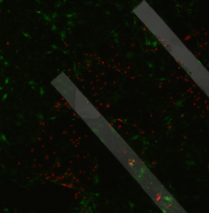 pncsi1_overlay