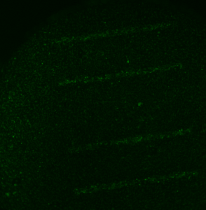 pncSi4slit_green