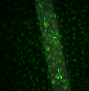 pncSi1_overlay