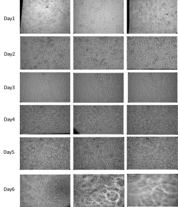 Images of cells in cytovu