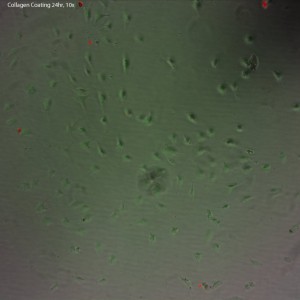 Col 24hr 10x