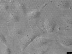 SiO2 Geltrex R 42hr 40x