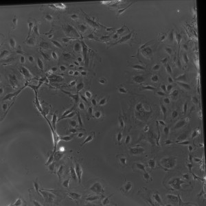 D5-5 Gel SiO2 2-1