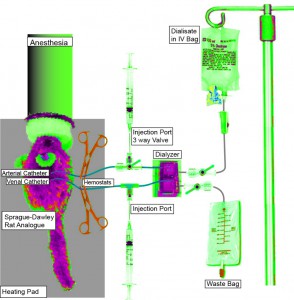 Anesthetized Sprague-Dawley rats pump their blood through a catheter to the counter-flow dialyzer.