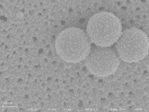 20 nm NPs 1081 (with 500 nm NPs?)