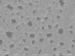 20 nm NPs 1081