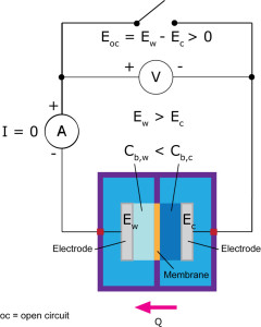 Fig 1(a) - Measurement - Eoc