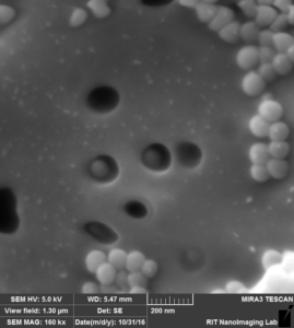 te-membrane-100-nm-pore-100-nm-beads-released