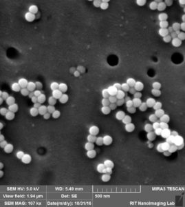 te-membrane-80-nm-pore-100-nm-beads-2