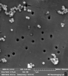 te-membrane-80-nm-pore-100-nm-beads-3