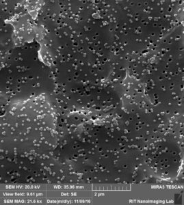 te-membrane-80-nm-pore-100-nm-beads-4-1