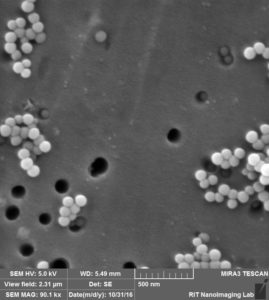 te-membrane-80-nm-pore-100-nm-beads-4