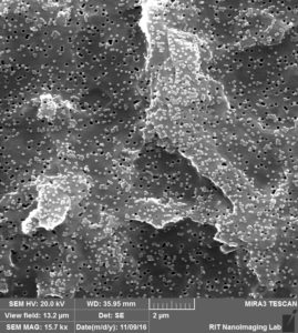 te-membrane-80-nm-pore-100-nm-beads-5-1